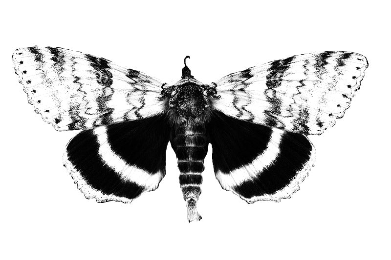 Meddlesome Moth- custom blend / comes in a variety of colored glass